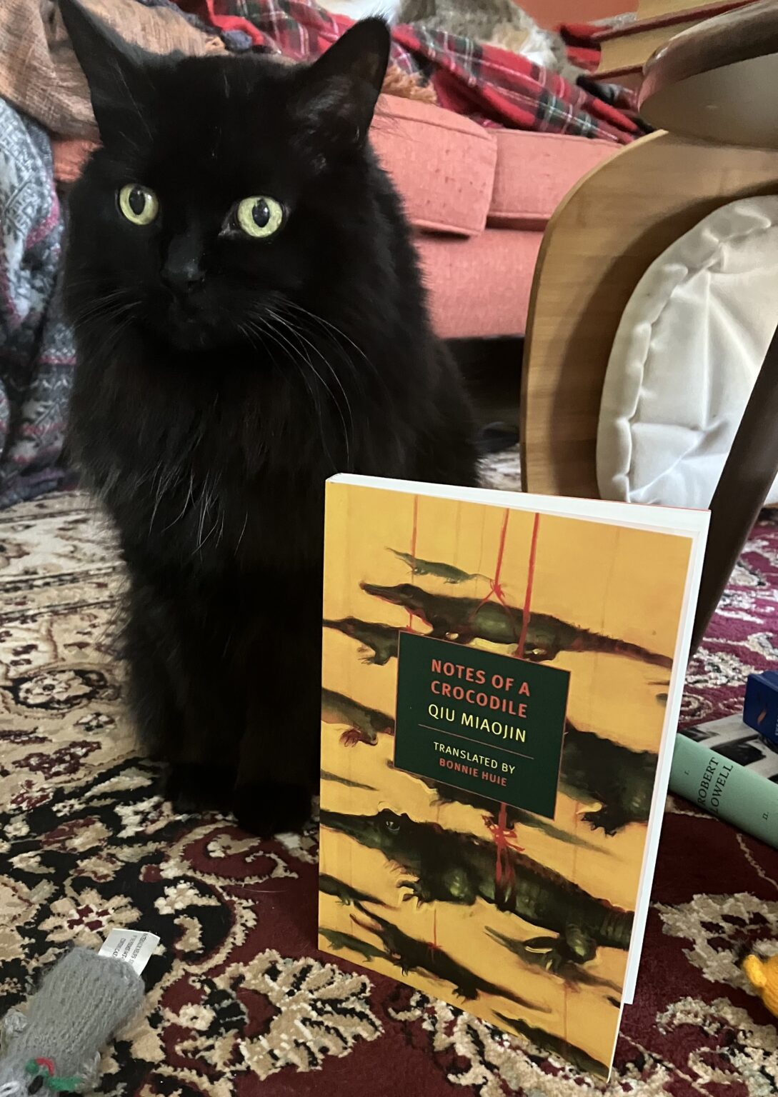 Notes of a crocodile old paper cats reviews by s hargrave