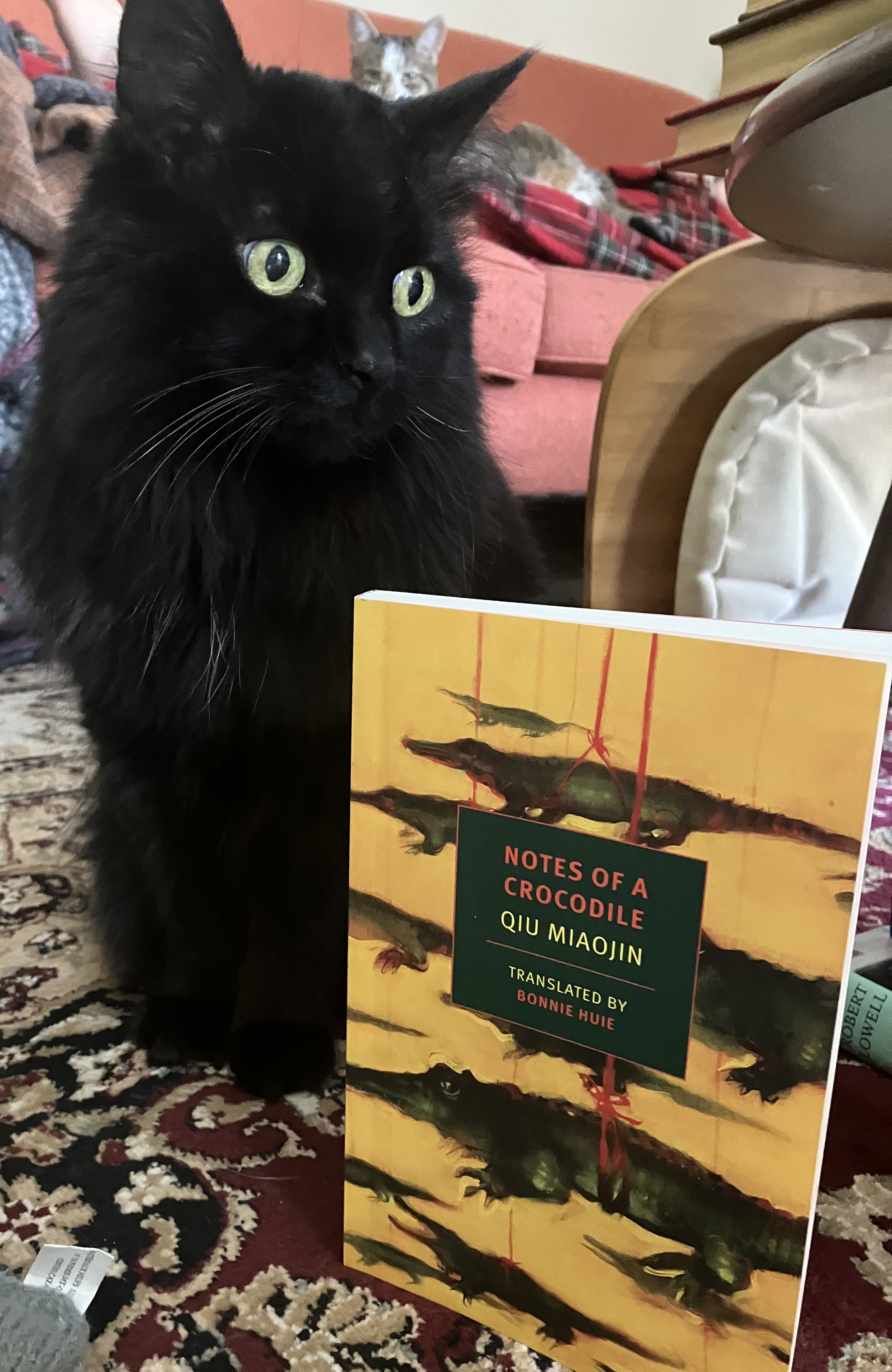 A fluffy black cat with yellow eyes looks curiously to the side. Beside her is a yellow book with crocodiles on it.