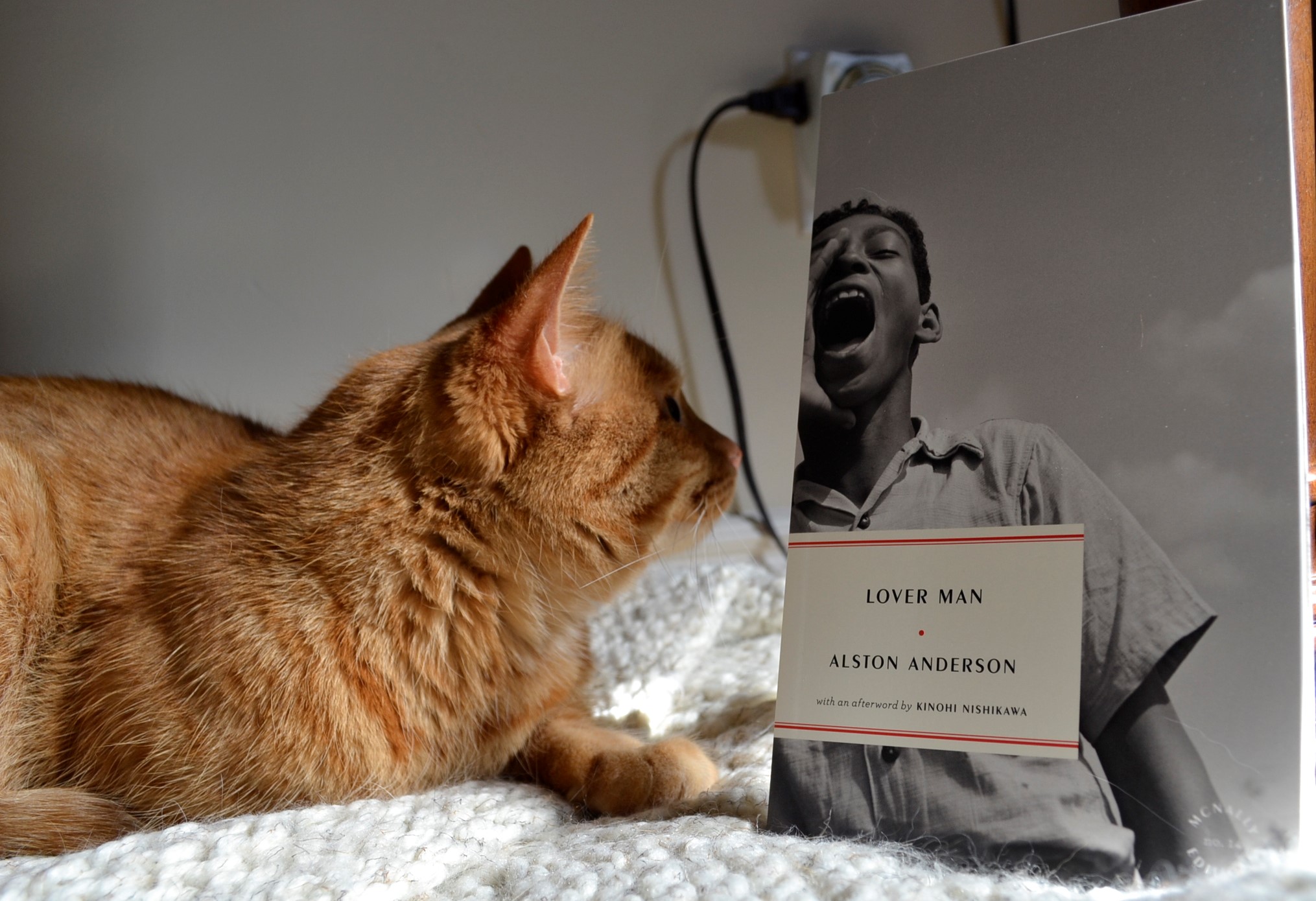 An orange tabby cat looks up at a copy of Alston Anderson's Lover Man.