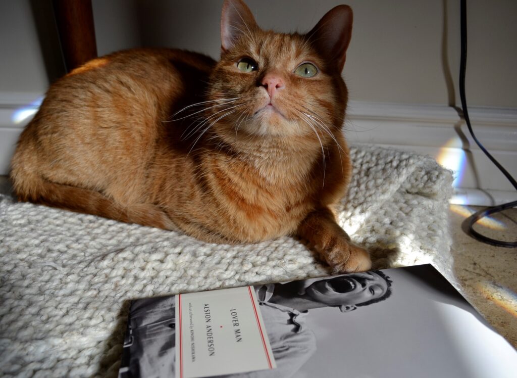 An orange cat squints up at the sun. A book is beside her paw.