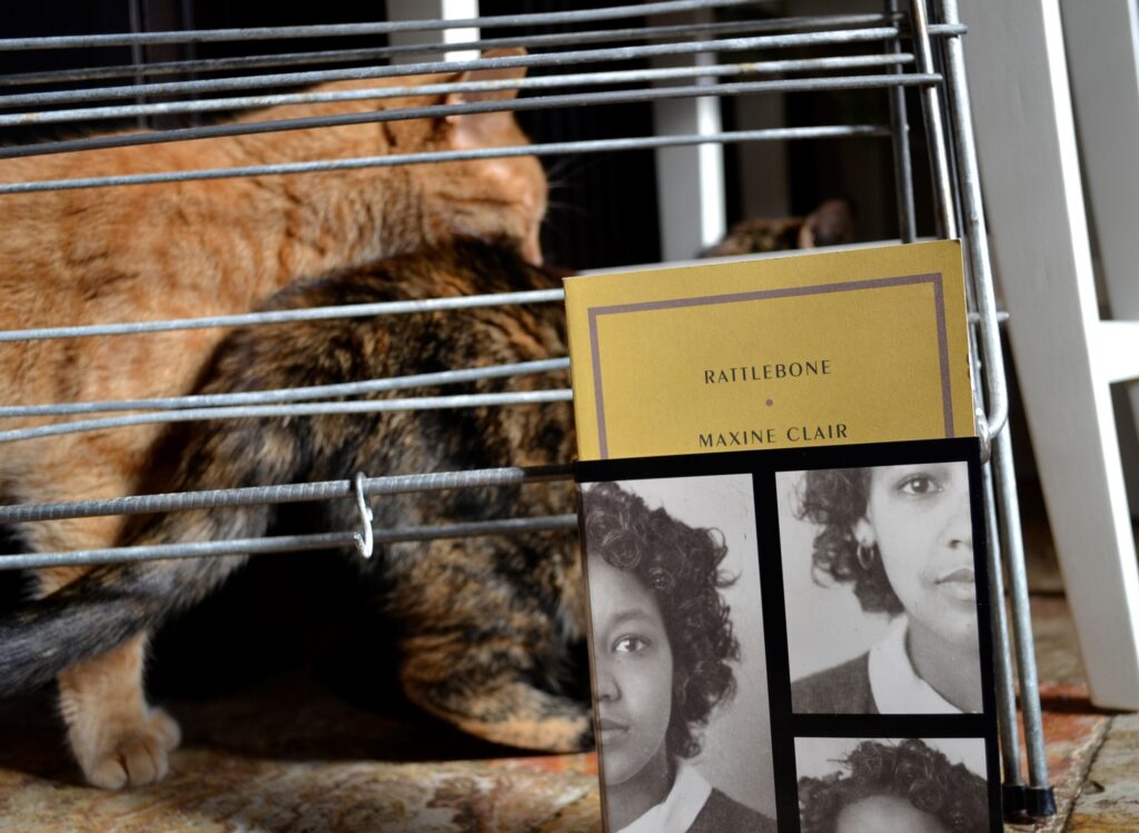 An orange cat bites the back of a tortoiseshell cat behind the bars of a drying rack and a yellow book.