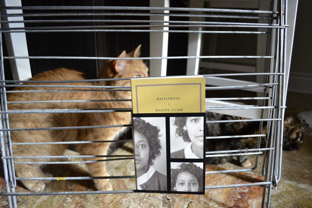A copy of Rattlebone rests on the bars of a drying rack. Two cats walk behind the bars.