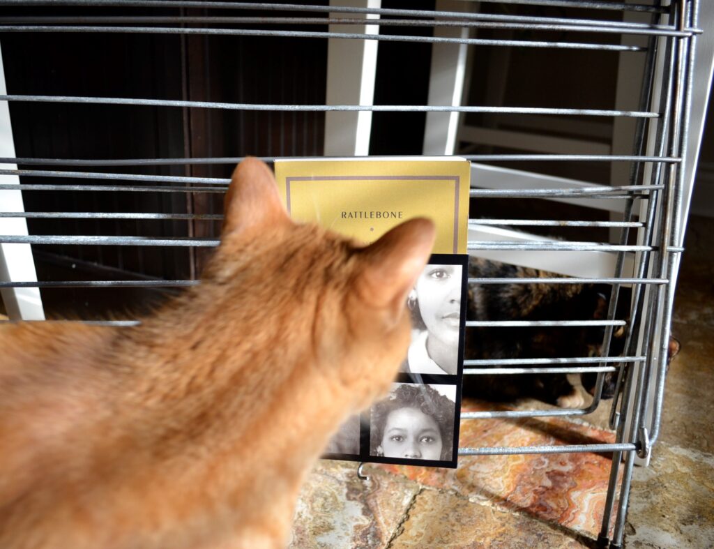 An orange cat looks at a tortoiseshell cat over a yellow book and through the bars of a drying rack.