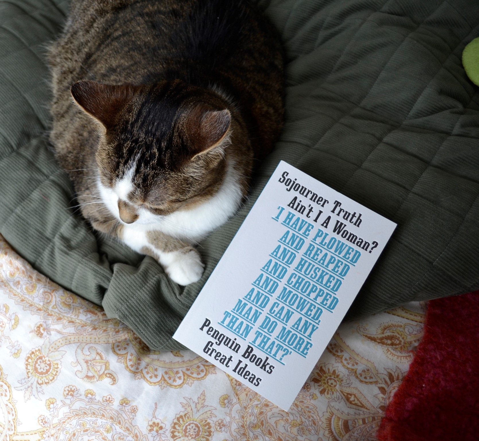 A tabby fold ups her paws beside a white book. The book is plain with text on the cover.