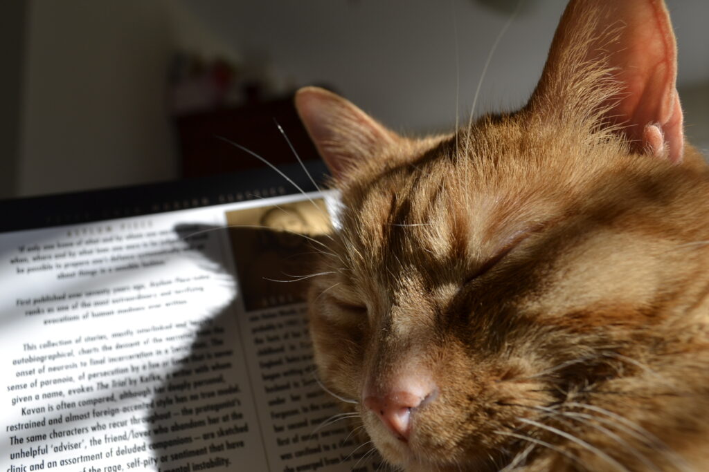 A very tired orange cat tries to sleep on a book.