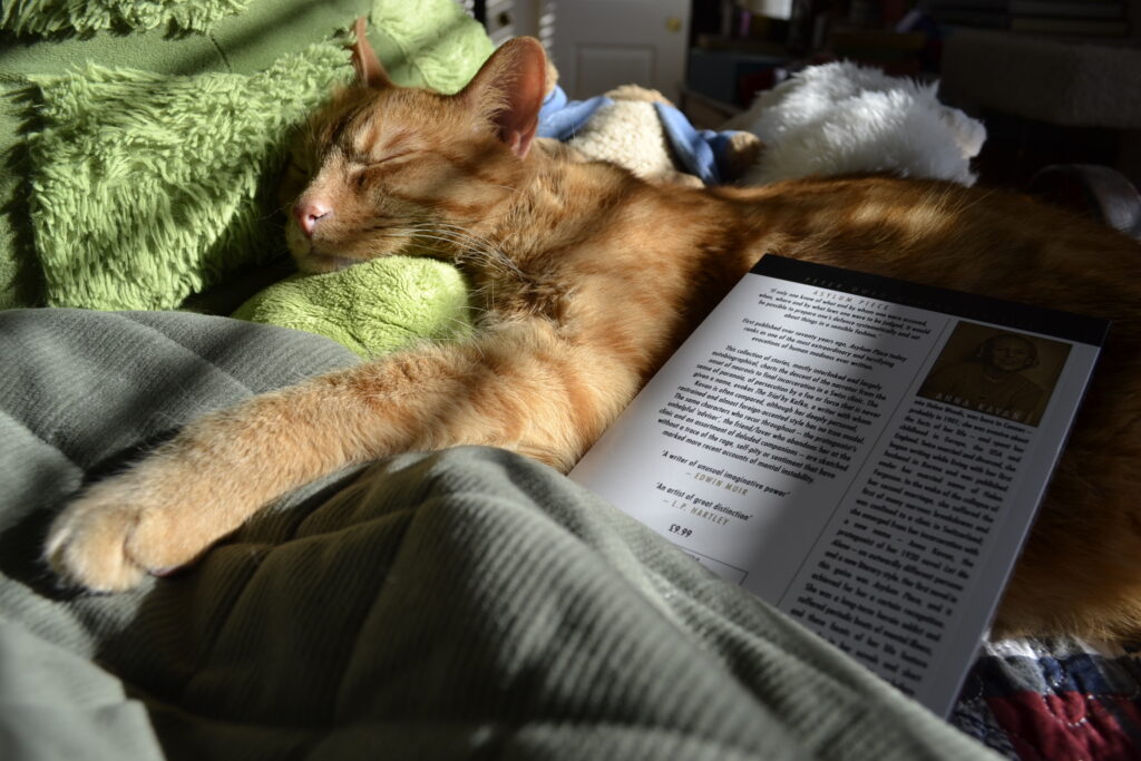 An orange cat is sleeping all spread out in the sunshine. A book lies on top of her.