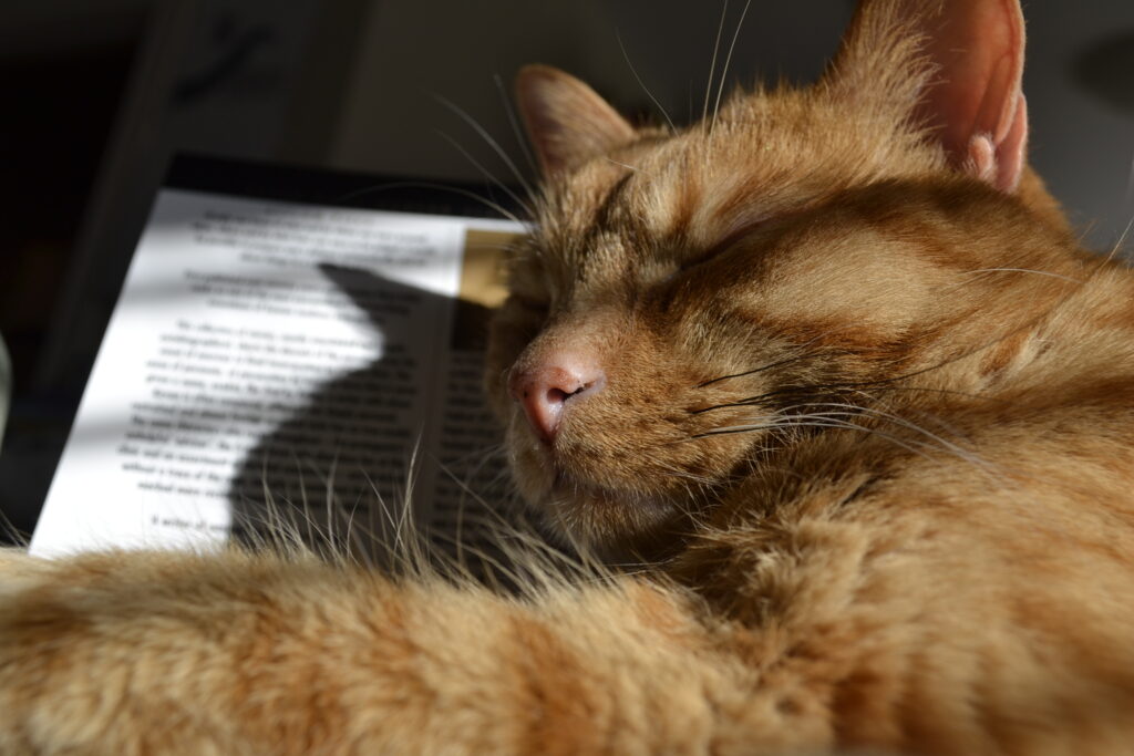A orange tabby cat sleeps in a sunbeam.