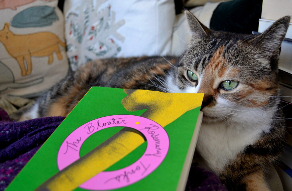 A calico tabby sniffs The Bloater by Rosemary Tonks and looks perplexed.