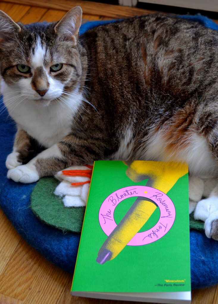 A tabby cat with a white stomach and brown nose sites beside a violently green book.