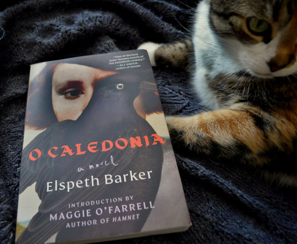A calico tabby looks away from a copy of O Caledonia.