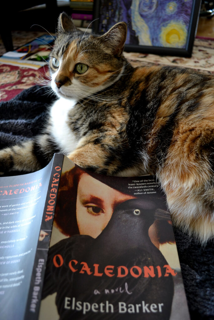 A calico tabby sits behind the open book O Caledonia by Elspeth Barker.