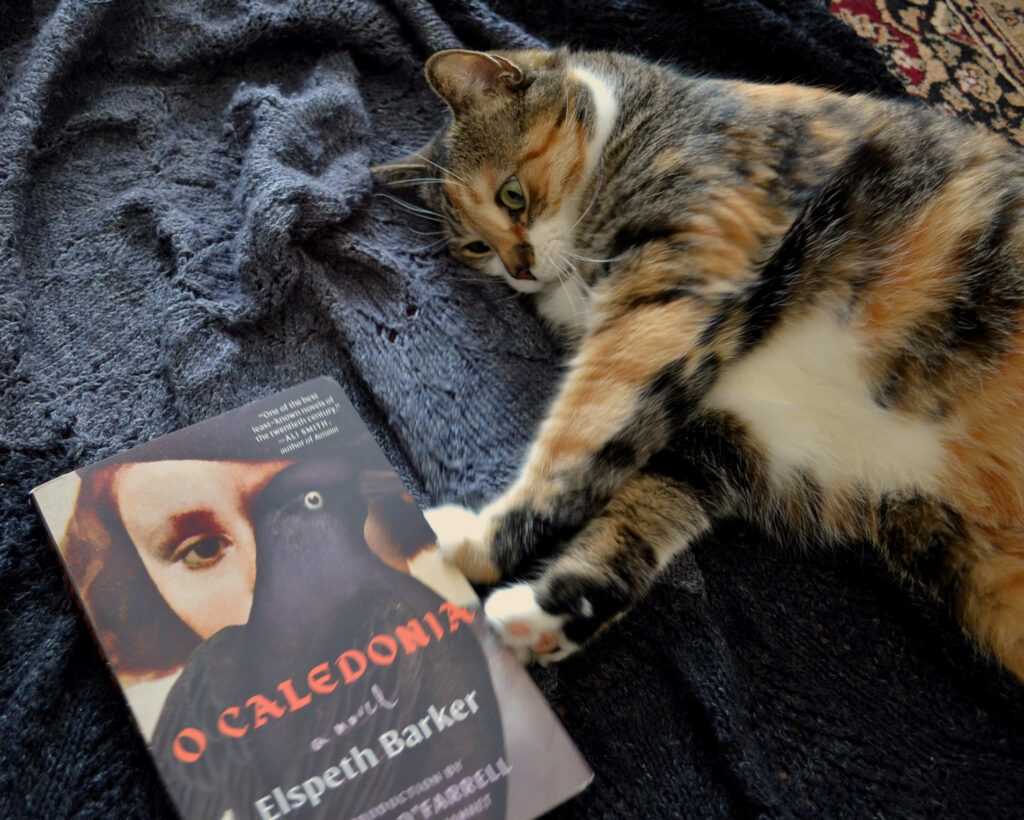 A calico tabby intently pushes its little feet against the side of a book.