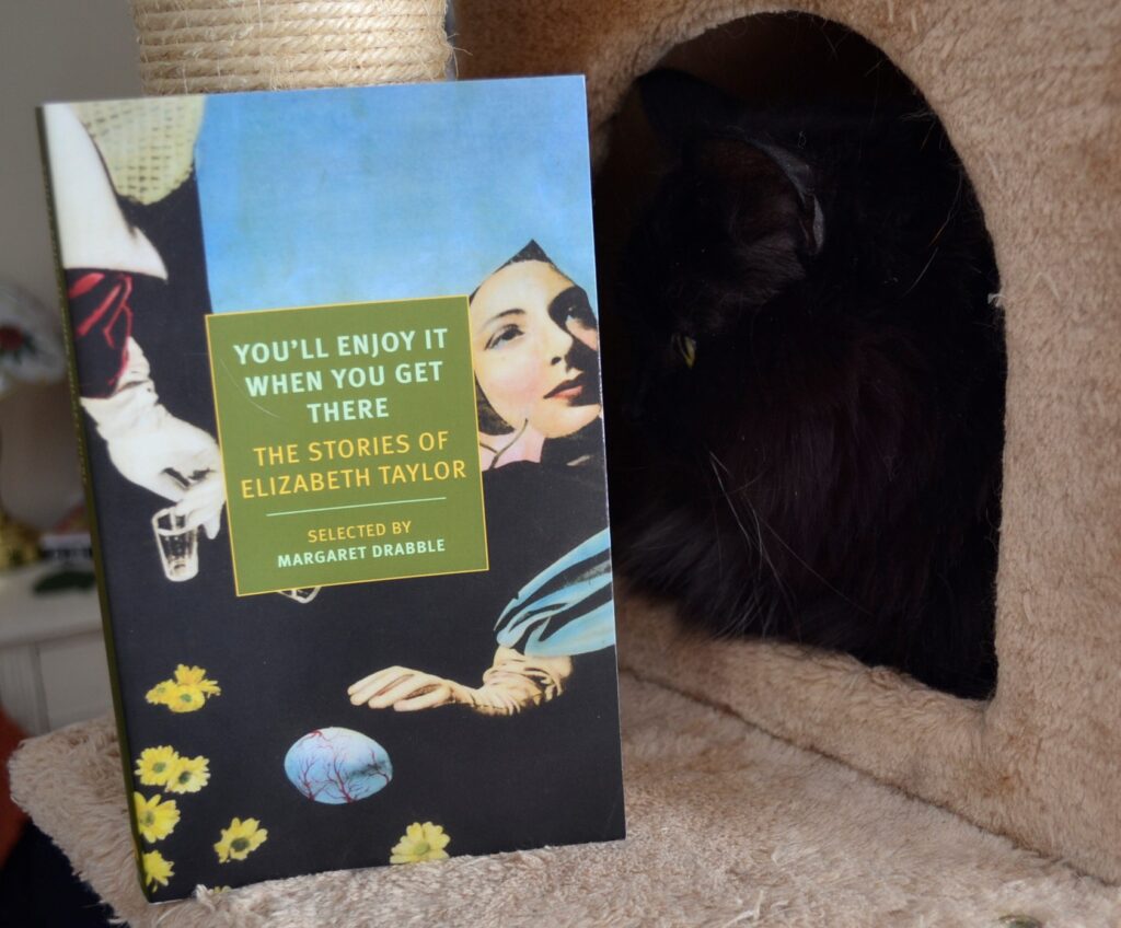 Inside the box of a cat tree, a black cat looks at a book.