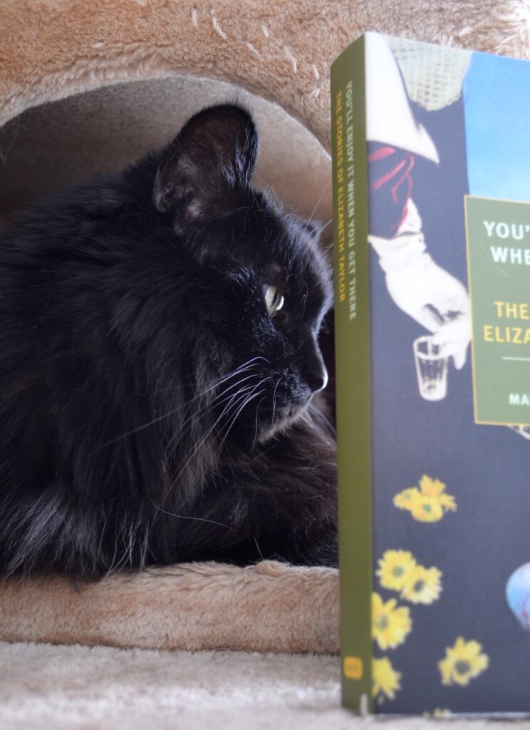A fluffy black cat gazes coolly into clear light, the green spine of a book visible beside her.