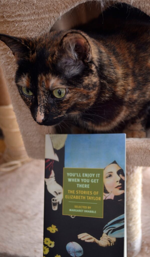 A tortoiseshell cat looks perturbed as it peers down over the top of a book.