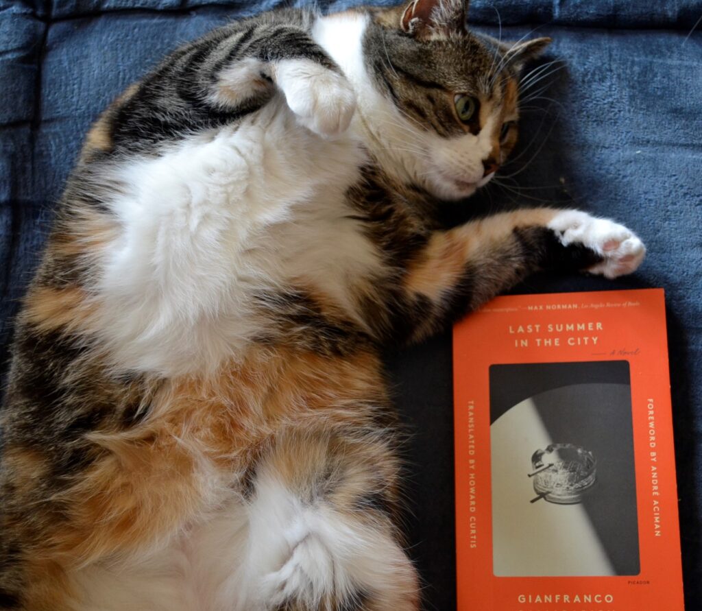 A calico tabby stares off into the distance, lying belly-up beside a copy of Last Summer in the City.