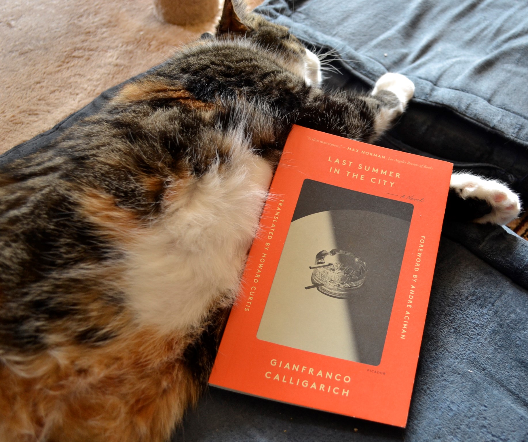 A calico tabby stretches out languidly beside a copy of Last Summer in the City.