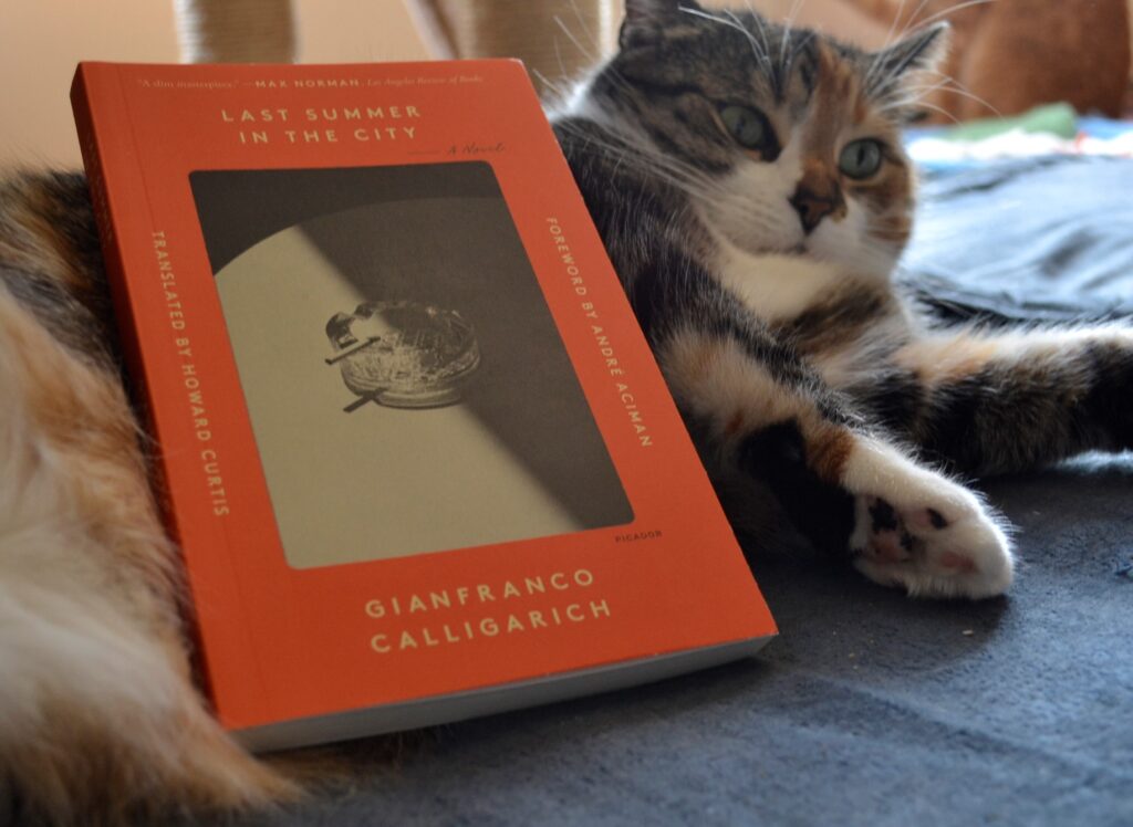 A cat looks perturbed. On her stomach rests an orange book.