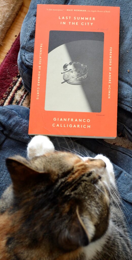 A calico tabby and Last Summer in the City by GIanfranco Calligarich.