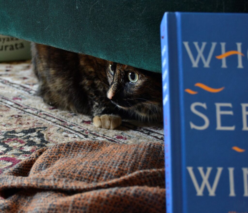 A tortie hides beneath a chair and peers out. A blue book sits in front of her.