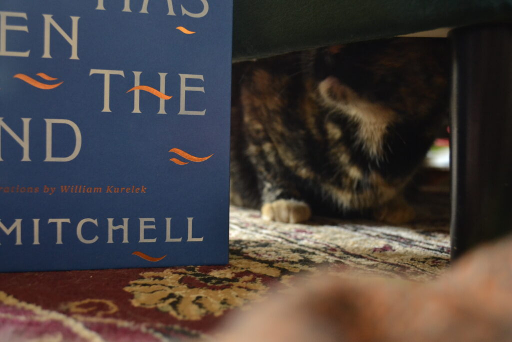 A tortie hides beneath a chair, her orange chin visible. A blue book sits beside her.