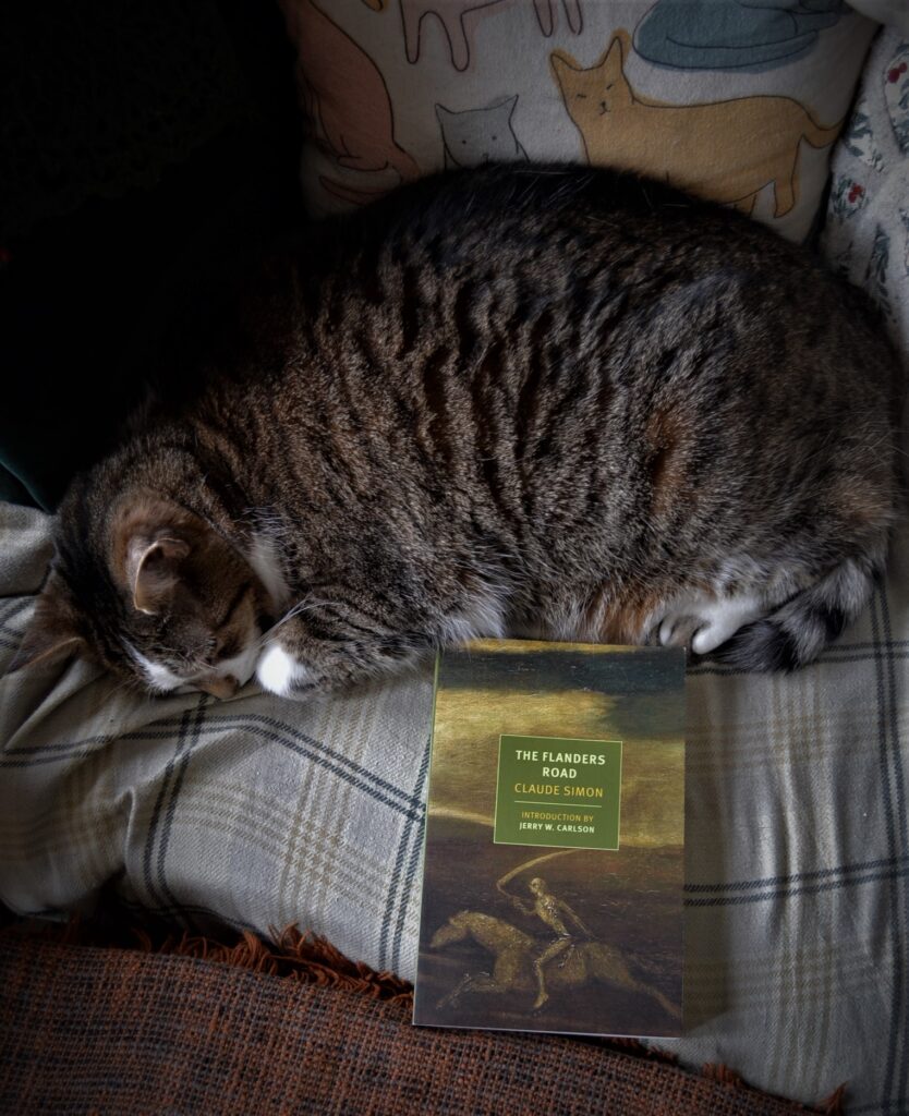 A chubby tabby cat is curled into a ball. Her white toes rest against a green book that has a skeleton on the cover.