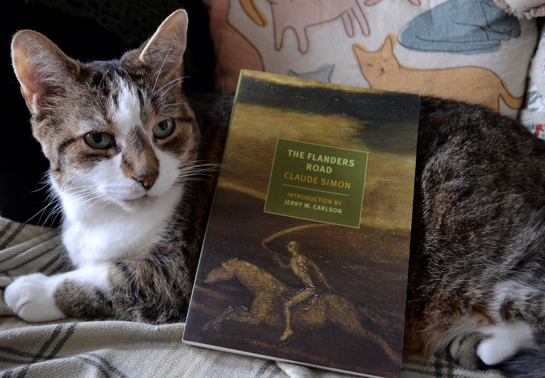 A tabby cat with big ears and a brown nose looks at the book resting against her side.