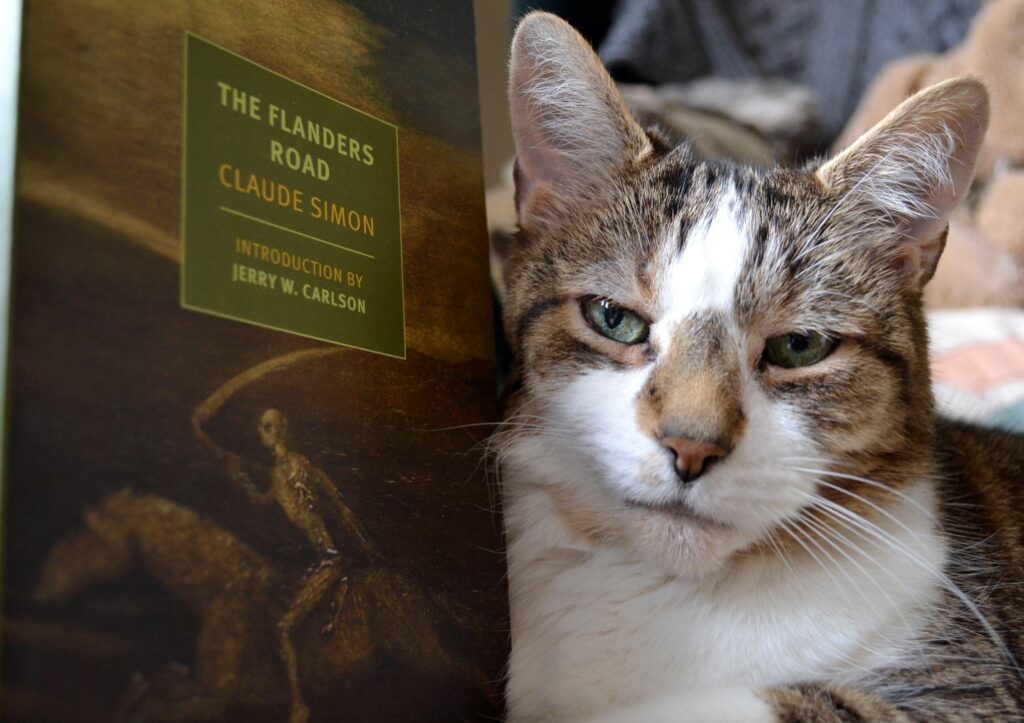 A tabby cat rests her cheek against a green book at looks out at the camera with green eyes.