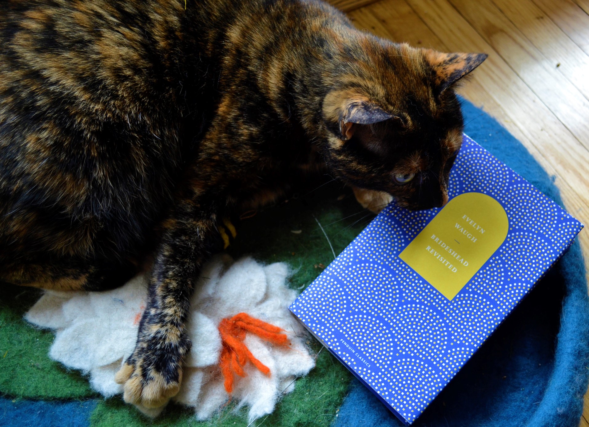 A tortoiseshell cat covers a bee toy with her paw as she suspiciously sniffs Brideshead Revisited.