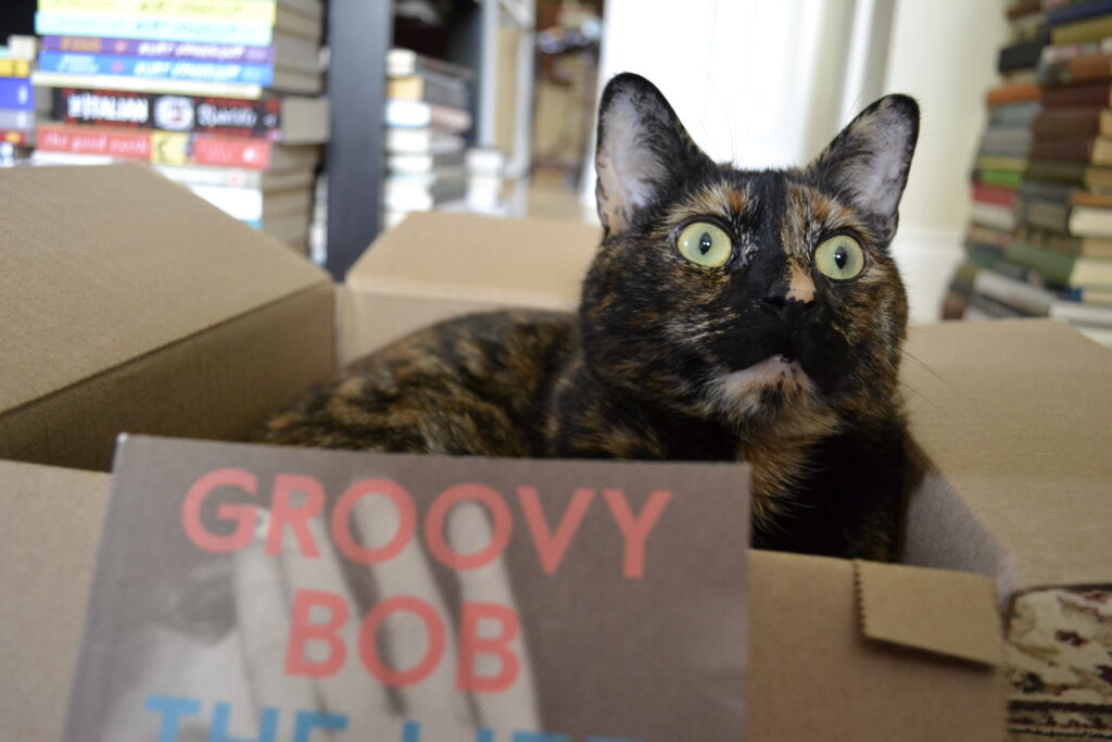 In a box behind a book, a tortie looks out with an open-mouthed, wide-eyed stare of excitement.