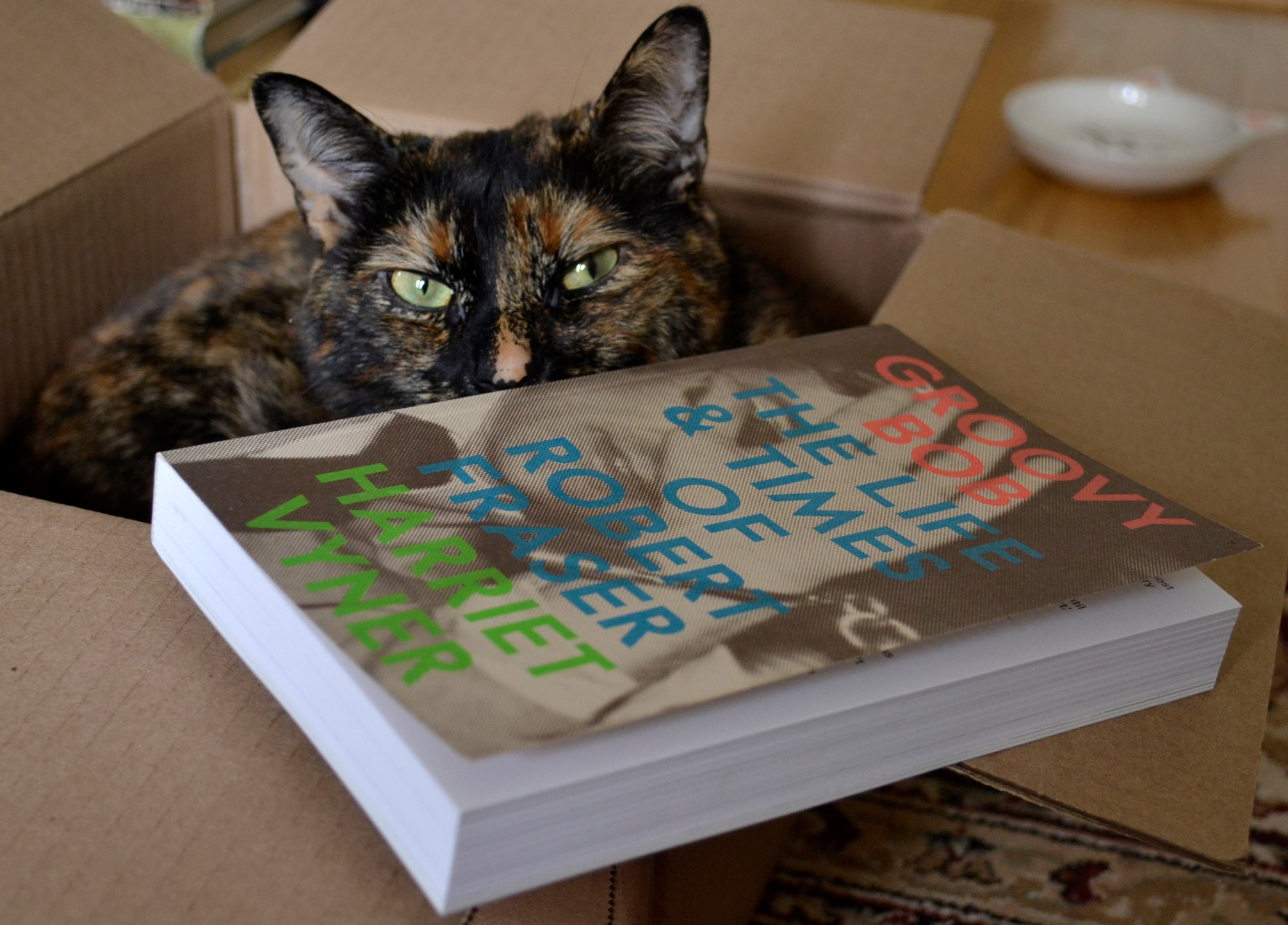A tortie in a box glares over the edge of Groovy Bob, a book featuring neon text over a black-and-white photograph.
