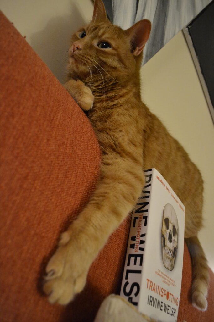 An orange cat frames a book with her paws while lying on an orange couch.