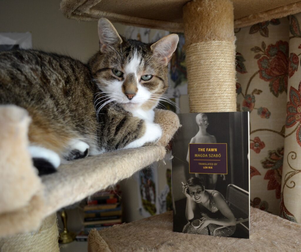 A tabby cat stares coolly at you. A book beside her is The Fawn by Magda Szabo.