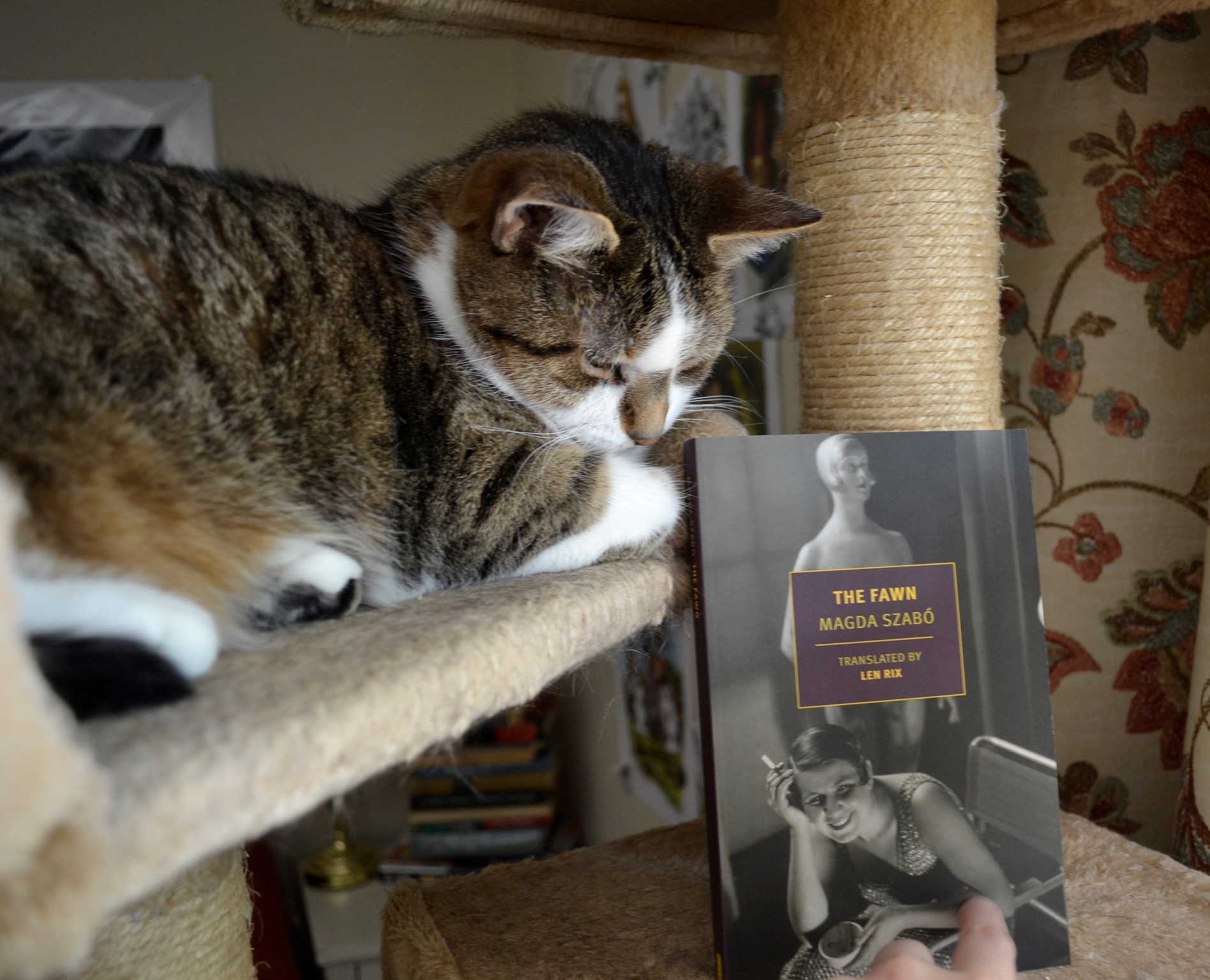 Magda Szabo's The Fawn leans on the pillar of a cat tree, beside a tabby cat.