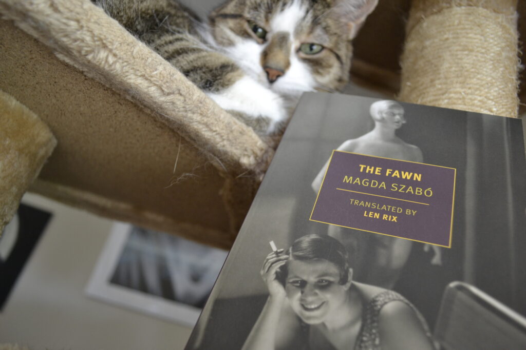 Above a book lurks a tabby cat. On the book's cover is a woman laugh beside a mannequin.