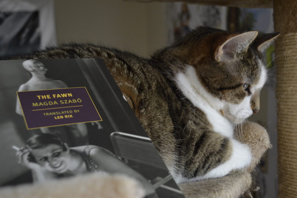 A tabby cat is curled beside a book. On the book's cover is a woman laugh beside a mannequin.