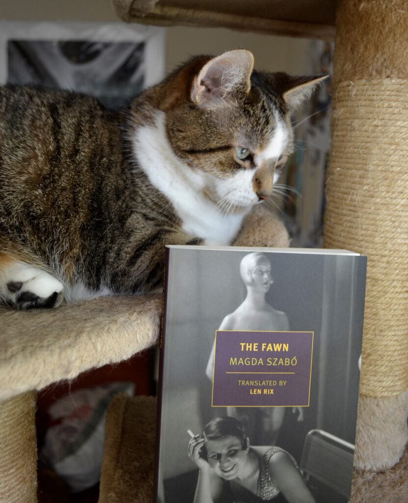 A tabby cat looks down at a book, The Fawn by Magda Szabo.