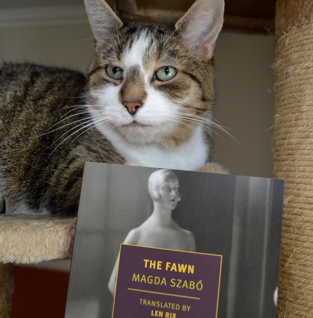 A tabby cat with big ears and green eyes looks over the top of a book.