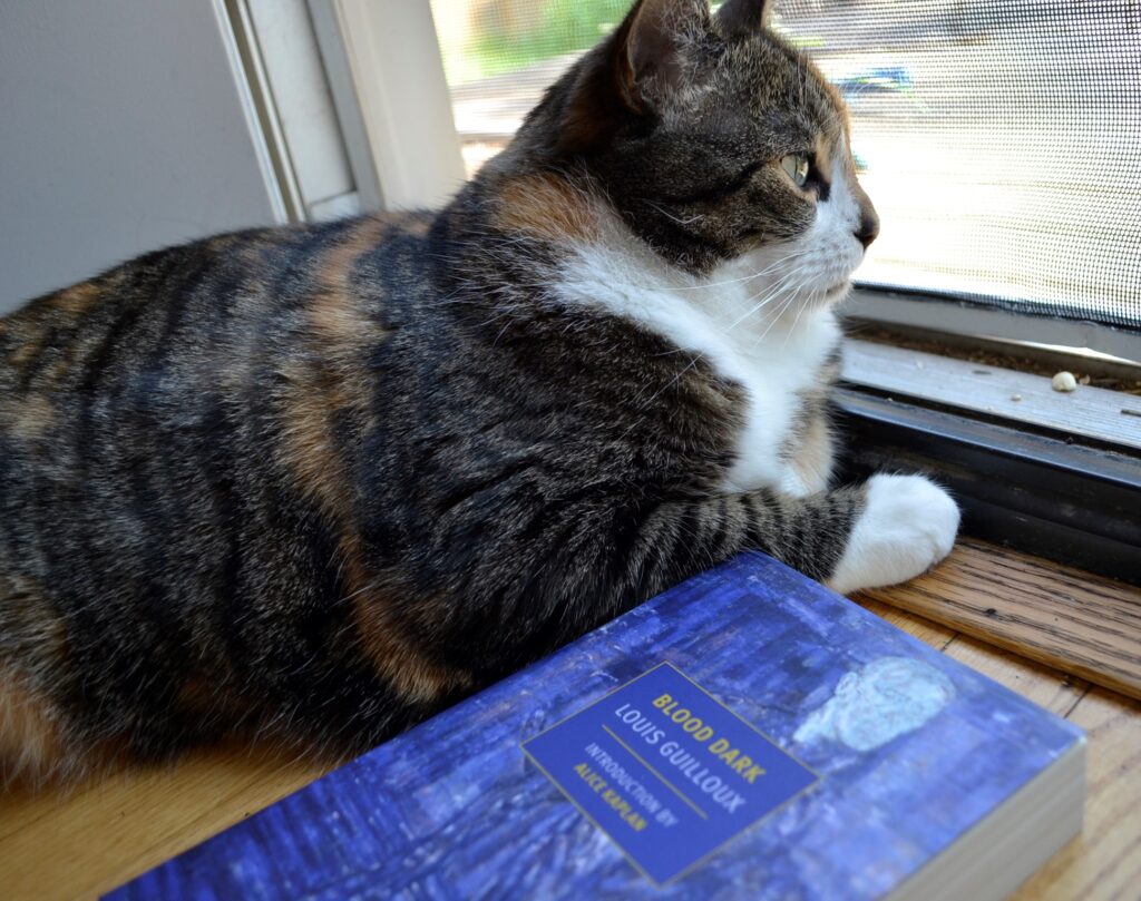 A calico tabby stares through a screen to the sunny outdoors. Beside her is Blood Dark lying on a wood floor.