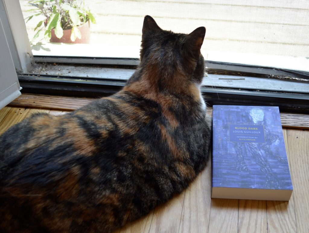 A calico tabby lays on the floor and leans her shoulder against a blue book.