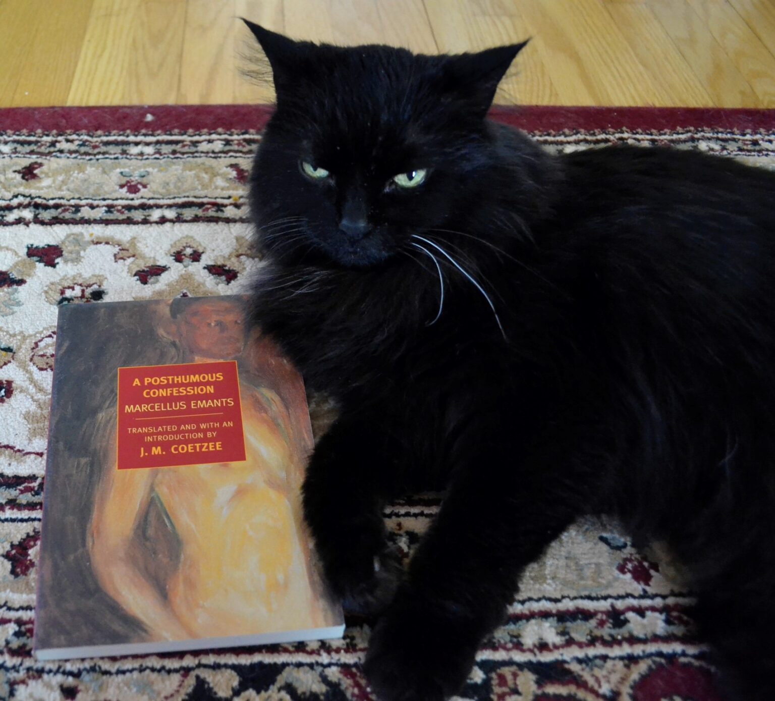 A Posthumous Confession – Old Paper & Cats, Reviews by S. Hargrave
