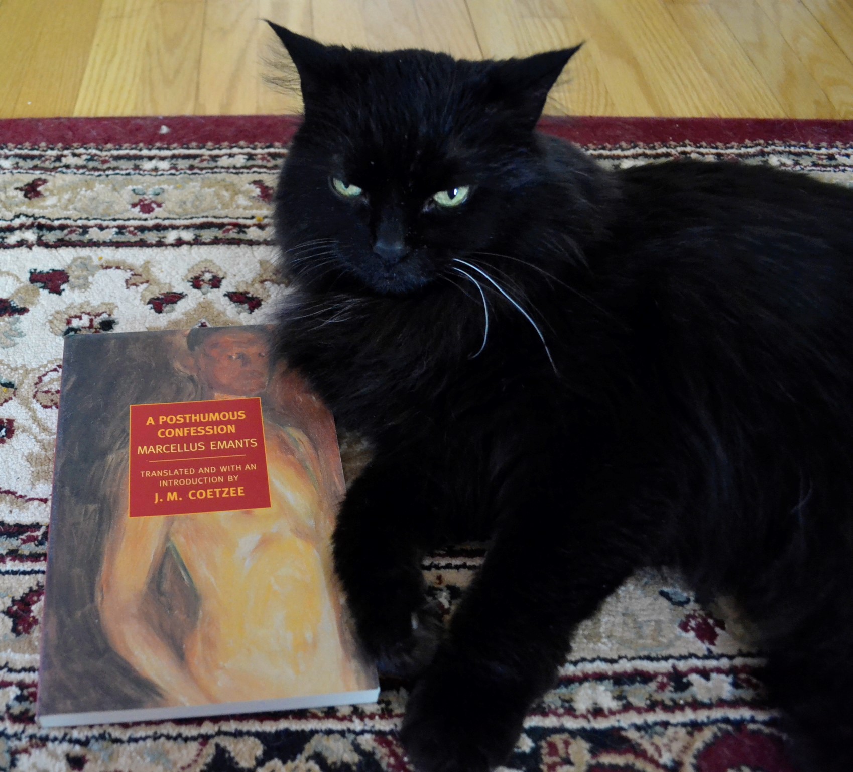 A fluffy black cat leans suavely against the side of a book.