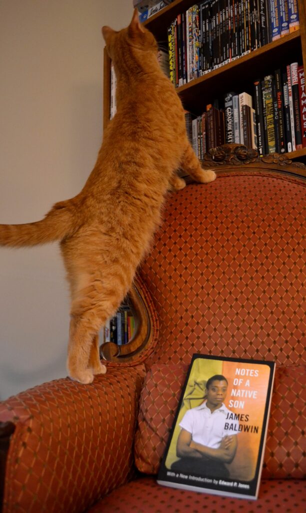 A cat climbs up the back of a Victorian chair to look at a bookshelf. On the chair is a copy of Notes of a Native Son.