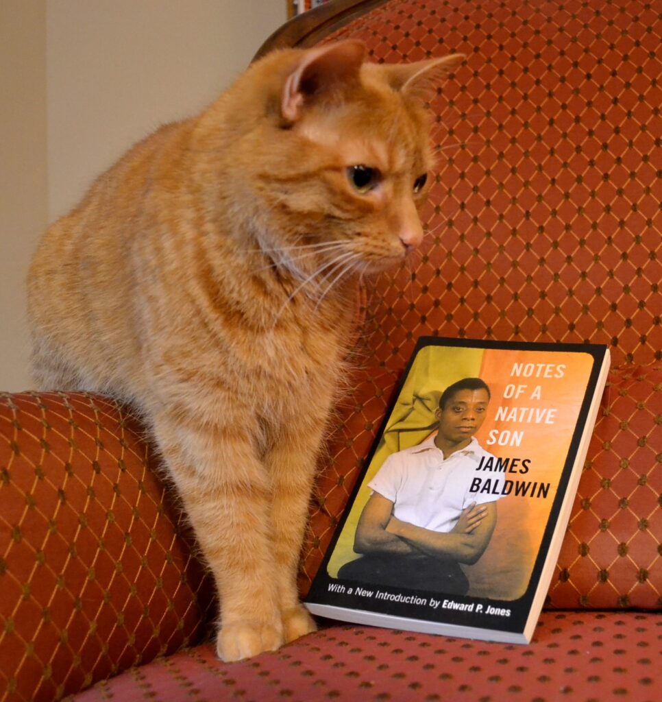 An orange cat puts its paws on the ground beside a book that features James Baldwin on the cover.