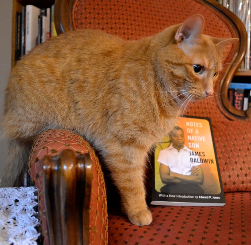 An orange cat hangs over the arm of a chair beside a book whose cover features an image of a thin Black man with close-cropped hair.