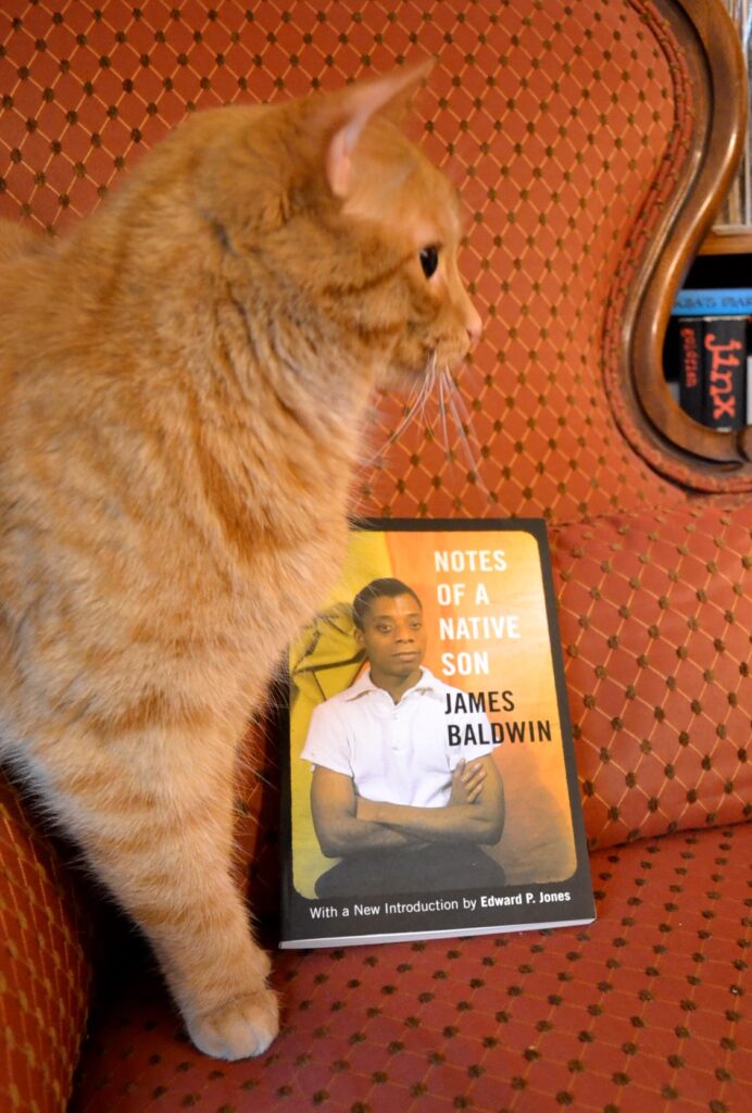 An orange cats stands on a chair with Jame Baldwin's Notes of a Native Son.
