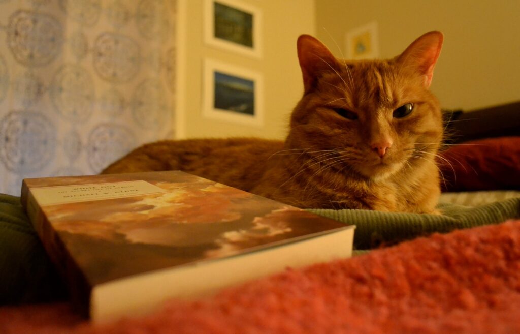 An orange tabby peeks over the spine of White Out.