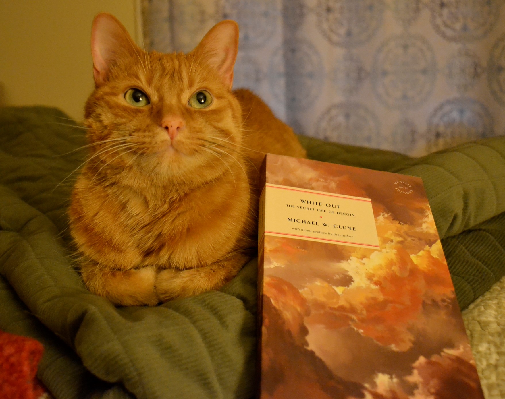 An orange tabby looks up at the sky. A book lies beside her, with a cover picture of billowing clouds lit pink and gold and grey by sunlight.