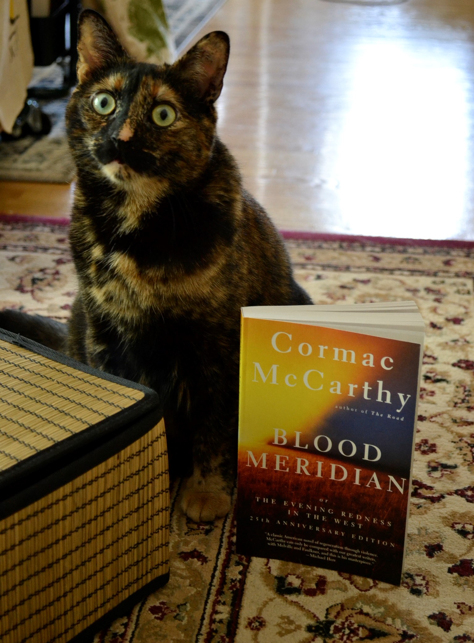 Beside a basket, a tortoiseshell cat sits peacefully. Beside her is the violently red and yellow cover of Blood Meridian.
