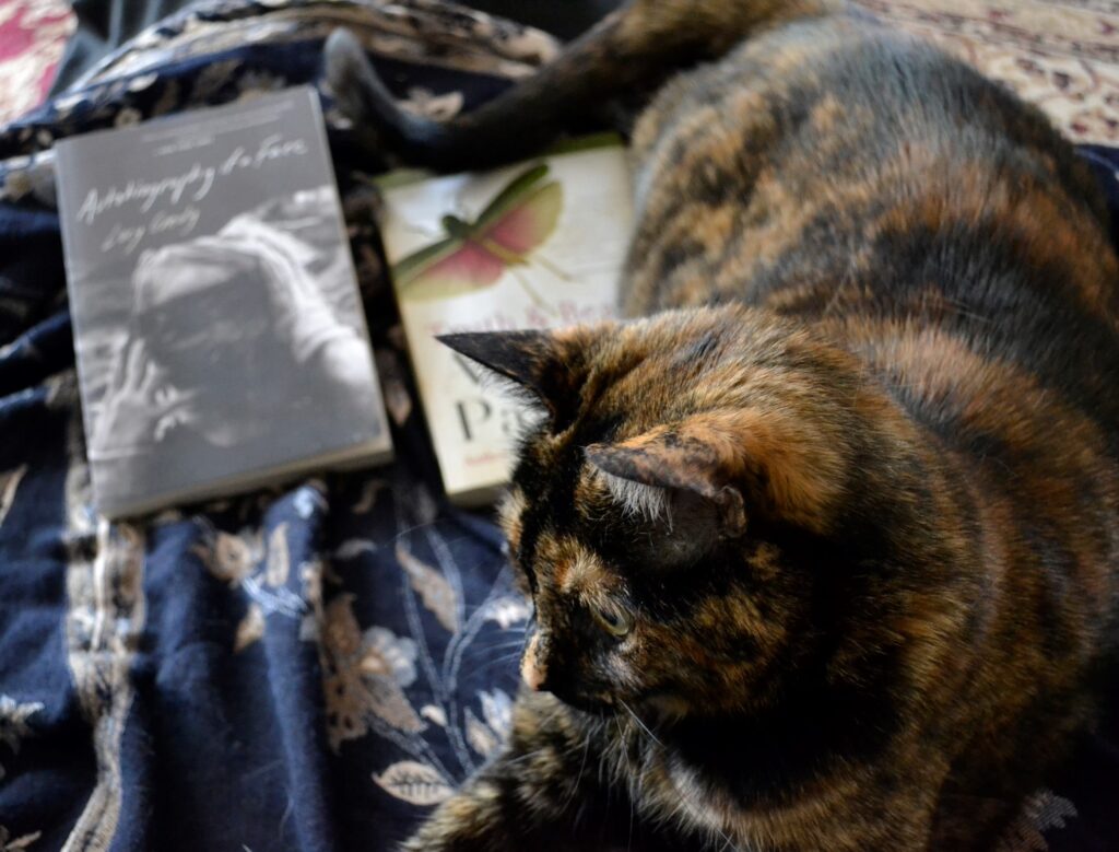 A tortie with orange and black fur sits with two books.